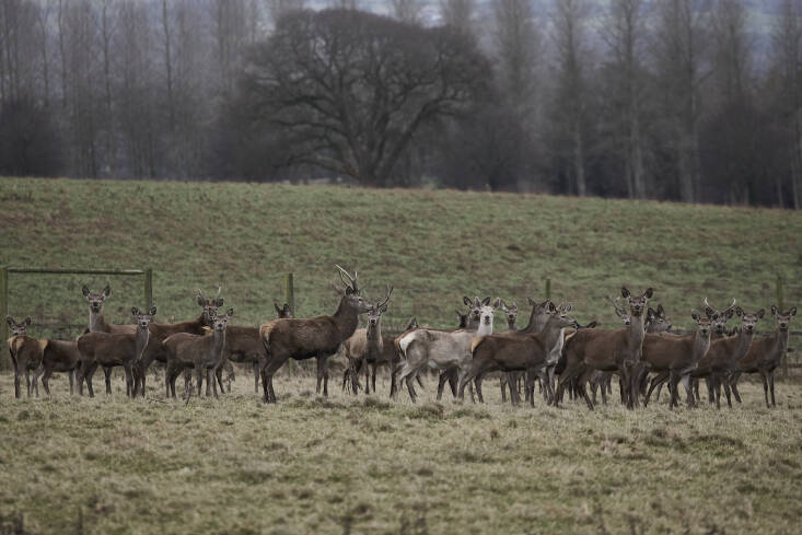 Denton Hall, a Palladian stately home of national historic significance, boasts its own deer park.