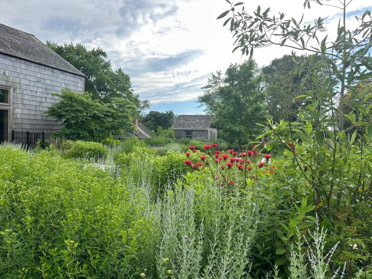 The native Monarda didyma adds a pop of red to the border in mid-summer and is a magnet for native bees, hummingbirds, and butterflies. It’s also a host plant for several moths including the hermit sphynx. Photograph by Abby Lawless.