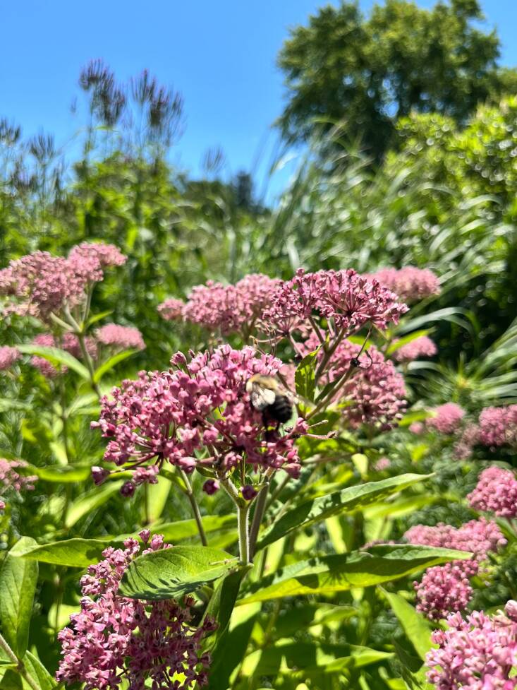 In addition to providing food for monarch caterpillars, swamp milkweed (Asclepias incarnata) blooms attract bees and other pollinators. Lawless planted swathes of it as well as the orange butterfly weed (A. tuberosa) in the beds. Photograph by Tim Wheeler.