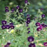 Perennials for Shade: 13 Favorites for Spring, Summer, and Fall