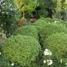 5 Favorites: Naturally Rounded Evergreen Shrubs
