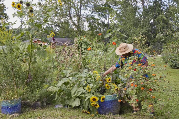 Mr. Harris, one of the founders of the farm and a volunteer &#8\2\20;elder,&#8\2\2\1; tends to the sunflowers and Tithonia.