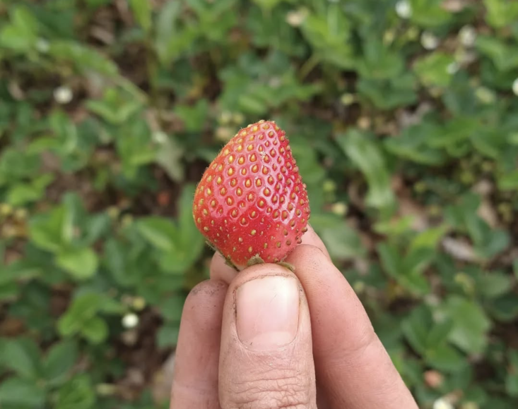 Photograph via @southsidecommunityfarm.