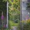 Garden Visit: British Landscape Designer and Rose Enthusiast Tania Compton's Spilsbury Farm