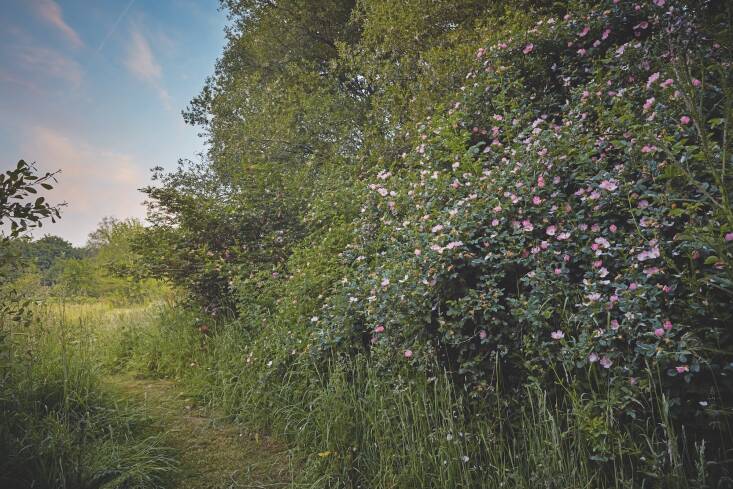 Rosa rubiginosa, planted with extra abandon, permeates the air around it with the scent of “spicy stewing apples after summer rain,” as Tania describes it.
