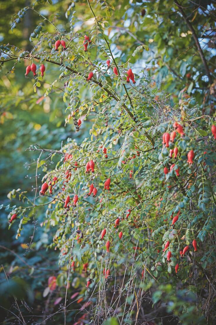 Ngo returned to Spilsbury in fall to capture the beauty of the rose hips, including the flacon-shaped coral hips of R. moyesii.