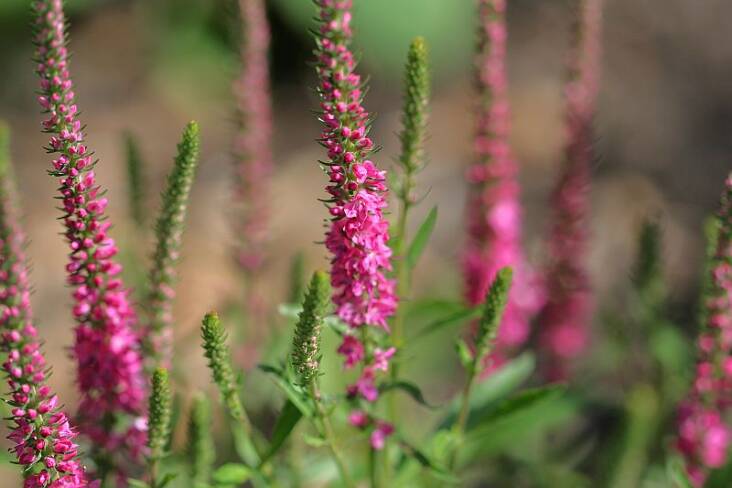 Photograph of Veronica &#8\2\16;Foxy&#8\2\17; by Marilylle Soveran via Flickr.