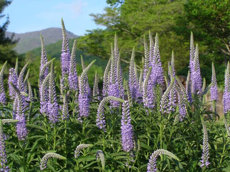 Photograph of Veronica longifolia by Melinda Young Stuart via Flickr.