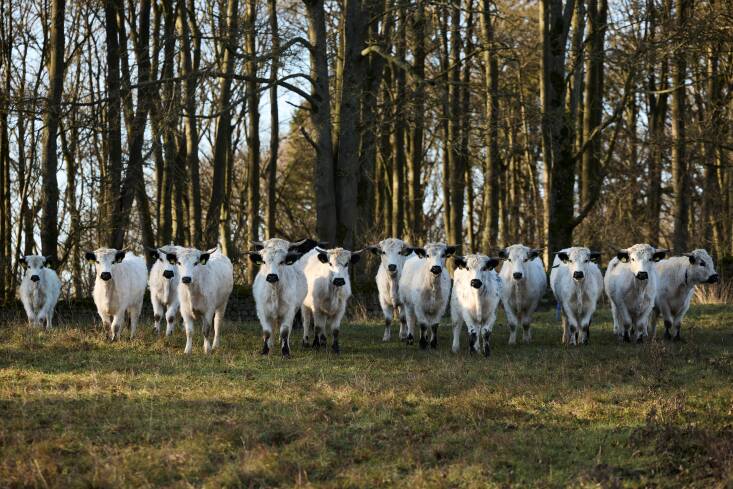 Similarly, the estate is now home to a magnificent herd of White Park Cows, a very rare and ancient breed of beef cattle. Renowned for their high-quality, flavorful meat, they are hardy animals, well-suited to grazing upland.