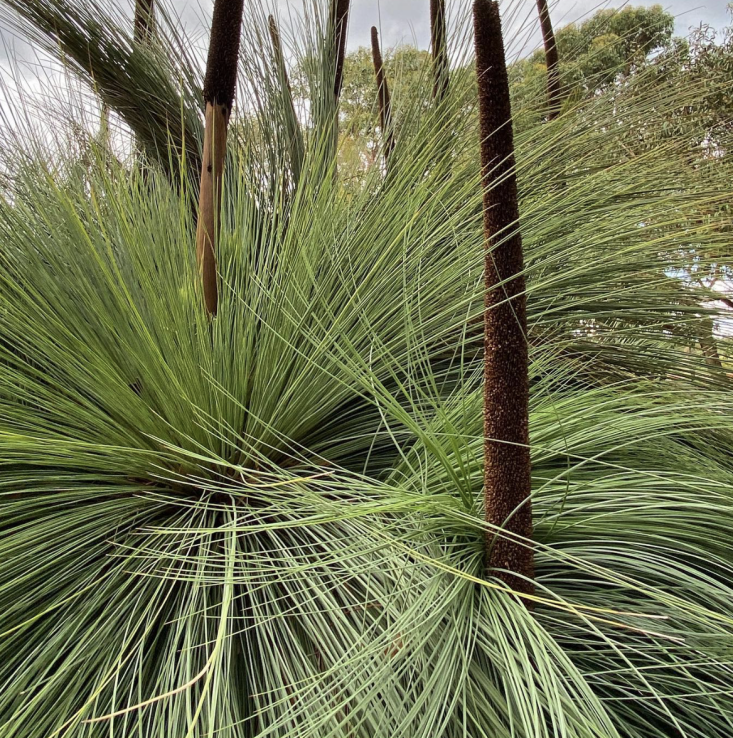  Above; Xanthorrhoea at the Royal Botanic Gardens in Cranbourne, Australia. Photograph via @danielnolandesign.