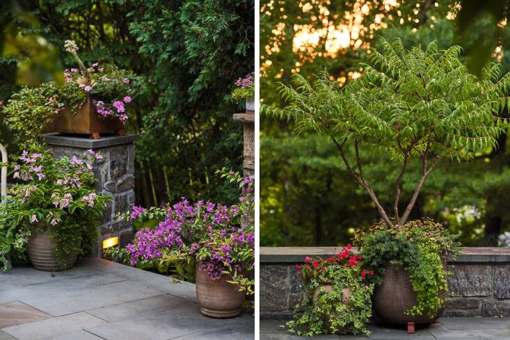 “Most people underestimate how large a container needs to be until it’s in place,” cautions Lloyd, who says small pots often feel dwarfed by their surroundings. Lloyd also prefers larger containers, so she can include small shrubs or trees, like this staghorn sumac at right, and then build around them. “It allows the container to evolve without starting from scratch each time,” she says.
