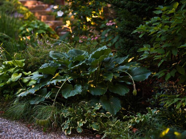 Lloyd’s clients loved plants with big leaves, including hostas, which Lloyd interspersed them with grasses and carexes. Not only do the rich layers of this garden look great, the groundcovers and grasses fill out the design and reduce maintenance by squeezing out weeds.