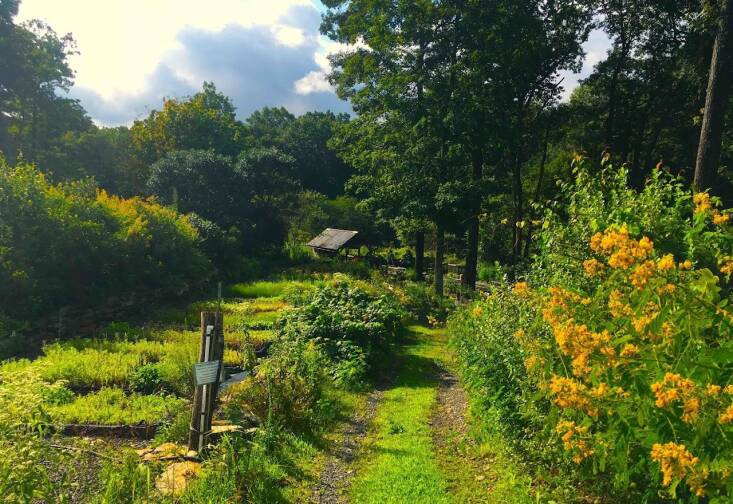 At Earth Tones, seedlings (plugs) grow in trays and next to it demonstration gardens. “We take inspiration from nature and think about all the different ecosystems and the plants and how that would all work together and look right in the space,” says Turoczi.