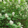 13 Favorites: Native Shrubs that Don't Mind the Shade