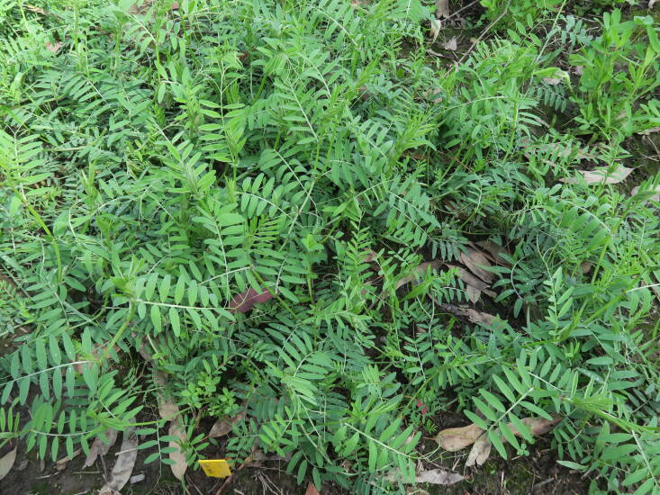 Hairy vetch, a common cover crop used for green manure. Photograph by Harry Rose via Flickr.
