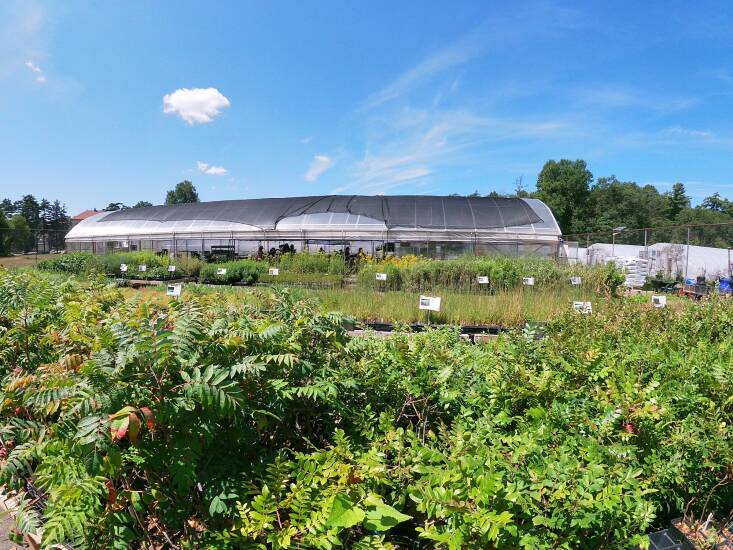 Part of the mission of the nonprofit Long Island Native Plant Initiative is to preserve Long Island’s biodiversity. They have several seed increase plots to increase the seed bank.