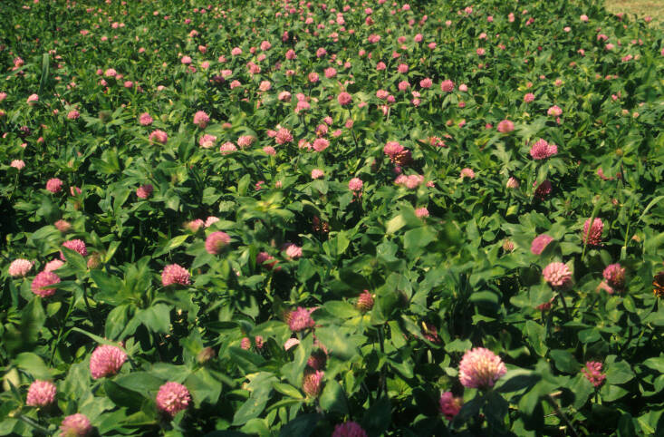 Red clover, valued for its ability to fix nitrogen, is a good candidate for green manure. Photograph by R.R. Smith via USDA.gov on Flickr.