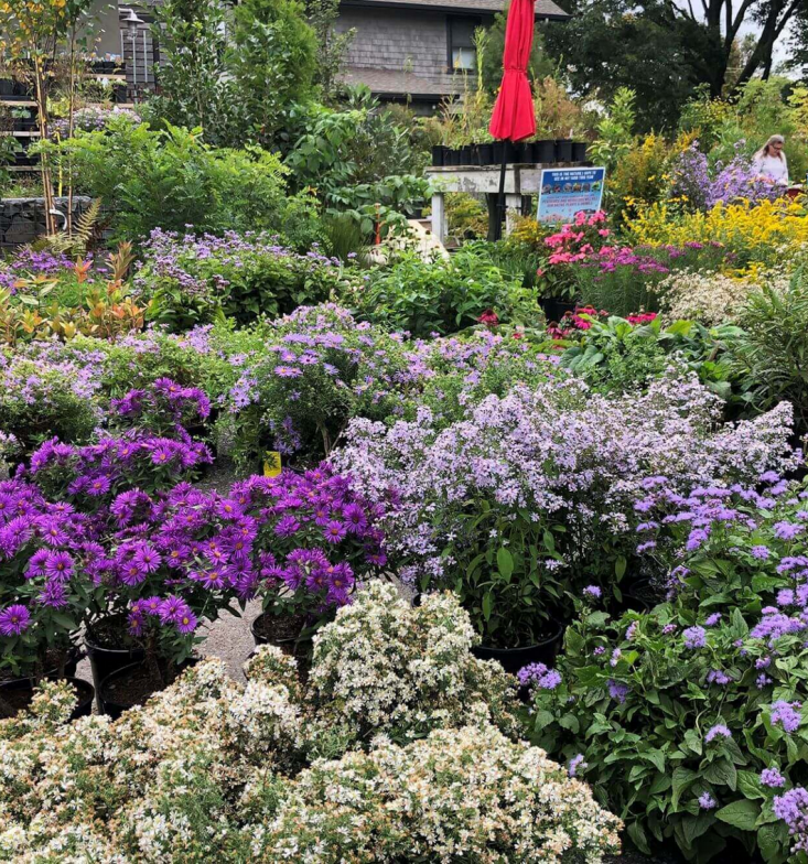 Landscape architects Snell and McDonald Hanes met at Pennsylvania Horticultural Society and took over Redbud Native Plant Nursery in \20\20.