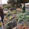 Before & After: Should It Stay or Should It Go? In Praise of Inherited Plants (And Soil, And Concrete)