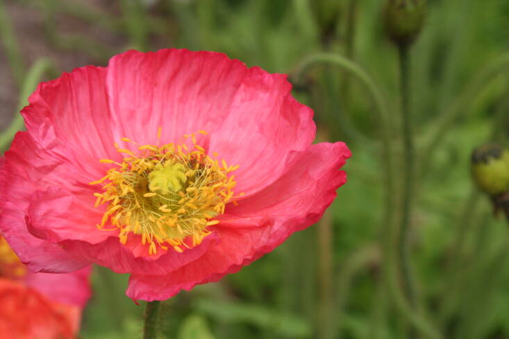 Photograph by Amy the Nurse via Flickr.