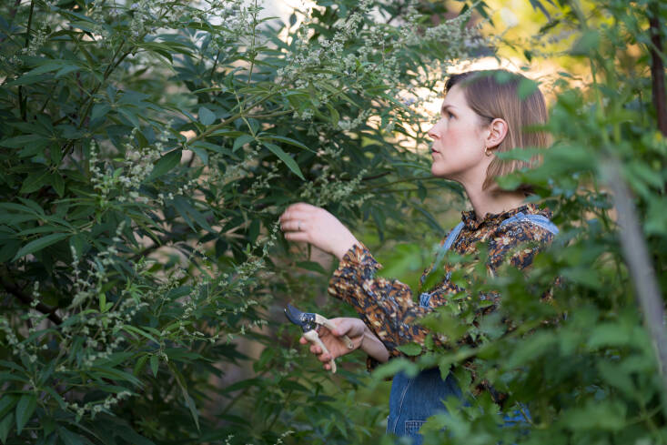 &#8\2\20;Doing some quick work in my former home garden on a Vitex I brought from my Ridgewood, Queens apartment when I moved to Westchester. Here, I was focused on arborizing it (training it into a tree form).&#8\2\2\1;
