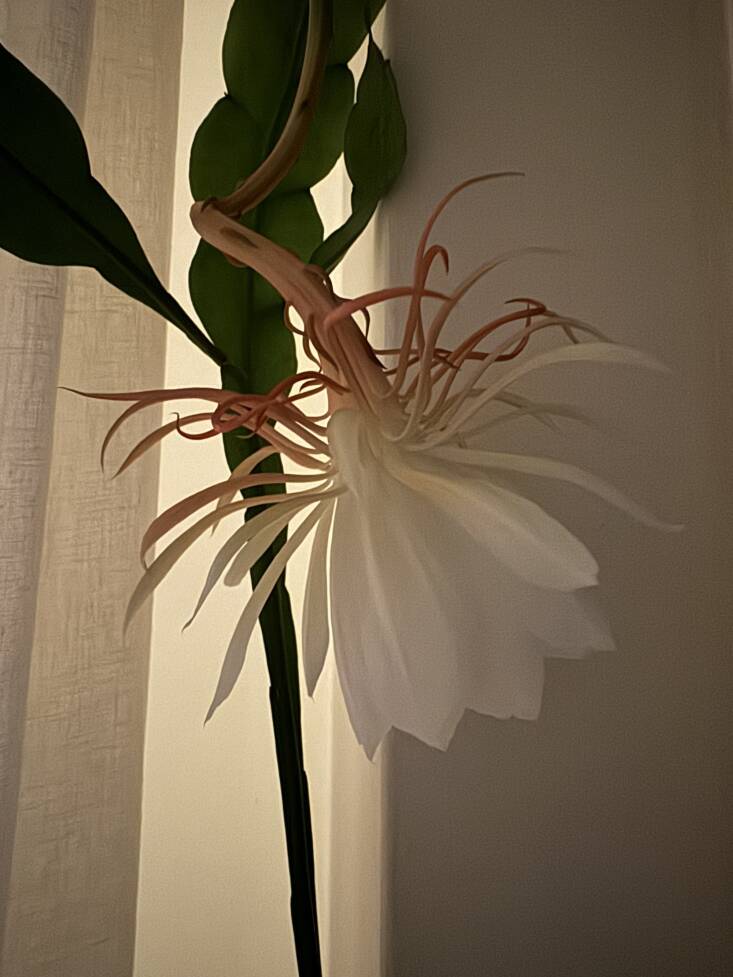The first time I spotted the petals of the night-blooming cereus opening, I was so excited. I may have jumped up and down with glee. Then I pulled up a chair and took in the whole show.