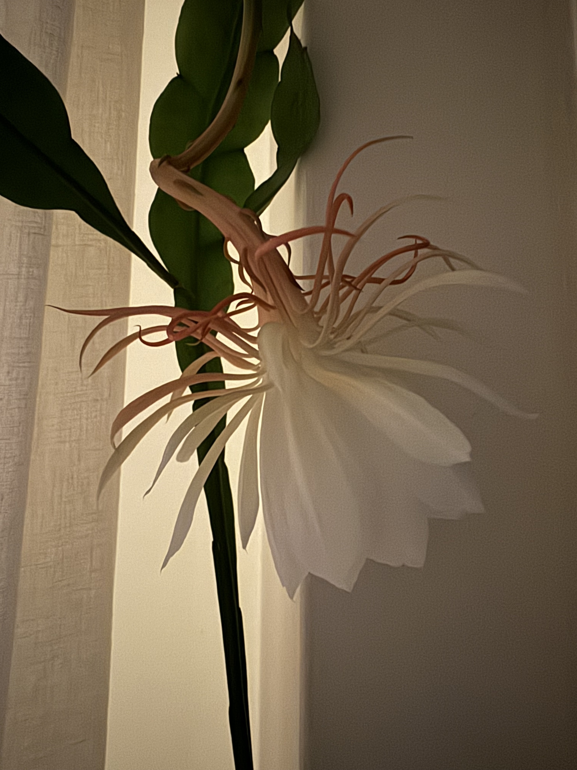 Cereus
