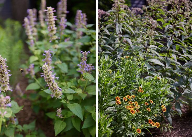 Sweeps of flowering perennials were planted so there’s something blooming for birds, bees, and beauty throughout the year. “You can turn even a small lawn into a rich habitat for pollinators and wildlife,” says Osofsky, who notes that they chose mostly native plants, which tend to be more drought-tolerant. Left: A bee visits Agastache &#8\2\16;Blue Fortune.&#8\2\17; Right: Helenium &#8\2\16;Mariachi Fuego&#8\2\17; cozies up to Eupatorium &#8\2\16;Phantom.&#8\2\17;
