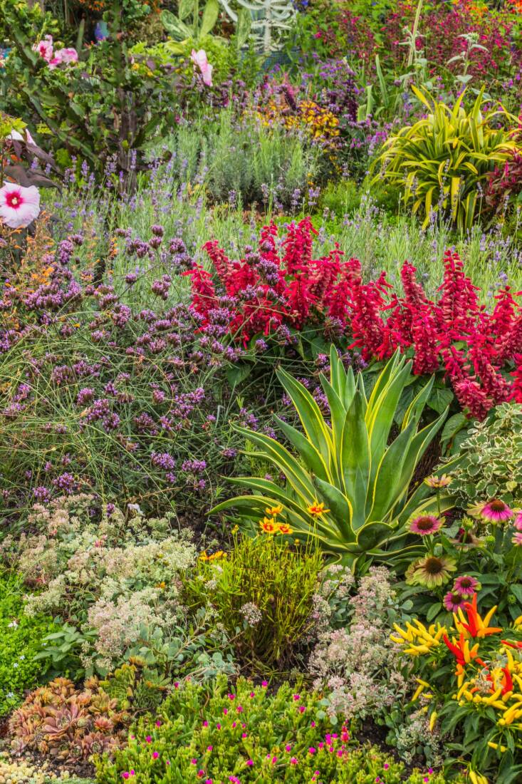 Featured in Garden to the Max, Jared and Liz Hughes’s garden in Marengo, Ohio, is a place to trial many annuals and perennials for the couple’s garden center Groovy Plants Ranch. Among the plants pictured here: salvia, lavender, coreopsis, and agastache. Photograph by Bob Stefko.