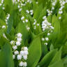 13 Pretty Plants You May Not Know Are Invasive