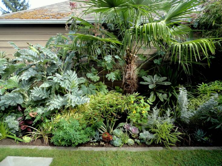 After years of cramscaping, Bohl now sits in her Portland garden completely surrounded by plants. “It’s a wonderful feeling,” she says. “There are so many more plants I want to grow, I must make space for them and keep experimenting.” Photograph by Loree Bohl.