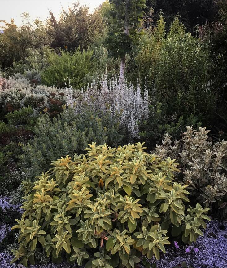 A cramscape tends to have a loose, naturalistic garden design style. Photograph by Sean Hogan.