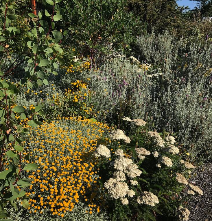 Hogan snapped this photo of a Mediterranean cramscape he designed during the unprecedented \20\2\1 heatwave in the Pacific Northwest. The temperature was \1\2\1 degrees. It reveals how dense planting leads to happier plants. Photograph by Sean Hogan.