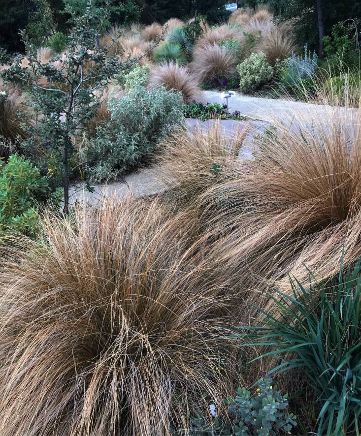 Left uncut, grasses offer seasonal interest in this meadowscape garden designed by Hogan for a commercial client. Photograph by Sean Hogan.