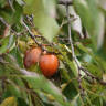 Gardening 101: American Persimmon Tree