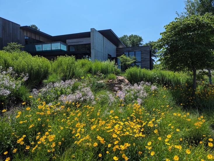 This residential project by Vogt was planted entirely from landscape plugs. He selected a monoculture grass matrix of Carex vulpinoidea with just a few species of forbs interspersed in large drifts. Vogt notes he would not usually have chosen the Carex vulpinoidea for a sunny slope, but he knew the clients would be watering nearby trees, so it could establish well. Photograph by Benjamin Vogt, courtesy of Prairie Up.