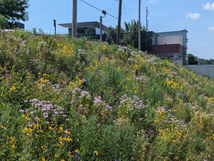 Vogt says this hill at the University of Nebraska was a great chance to “show what we could do with urban lawn spaces we don\2\17;t use that still need to be maintained with mowers.” Photograph by Benjamin Vogt, courtesy of Prairie Up.