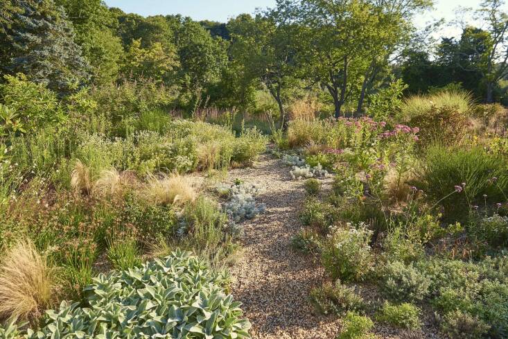 The gravel garden is planted with bayberry, Magnolia virginiana, native grasses (Molina ‘Strahlenquelle’, Briza media, and Sporobolus heterolepsis), lavender ‘Phenomenal’, monarda, eupatorium, pycnanthemum, agastache, all of which support pollinators. DeMauro + DeMauro aligned the gravel path and the mowed path just beyond to draw the eye through the meadow to the pond in the distance.