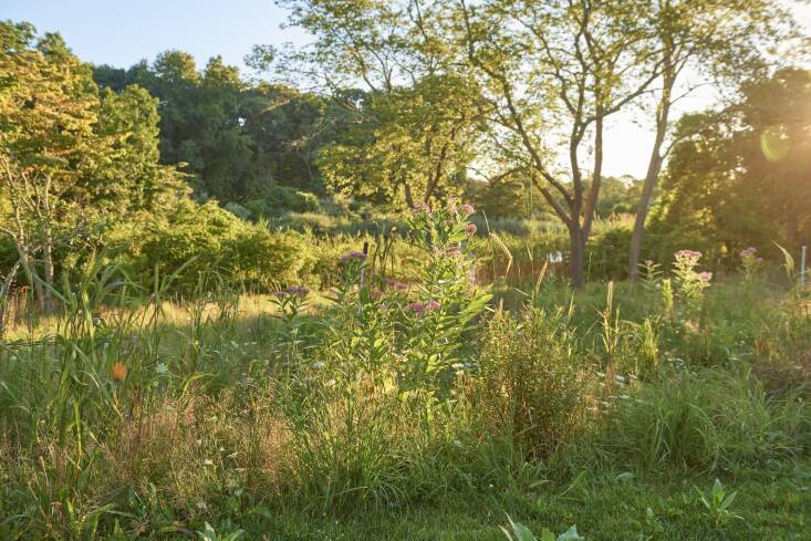 DeMauro + DeMauro created several meadows on the property using a mix of seeds and landscape plugs. This meadow, which sits between the house and the pond is a focal point with many flowering species including yarrow, milkweed, blue vervain, and Joe pye weed, mixed in amongst native grasses including little blue stem and panicum. “It&#8\2\17;s very wild and eye-catching,” says Anna, who notes the other meadows are more green.