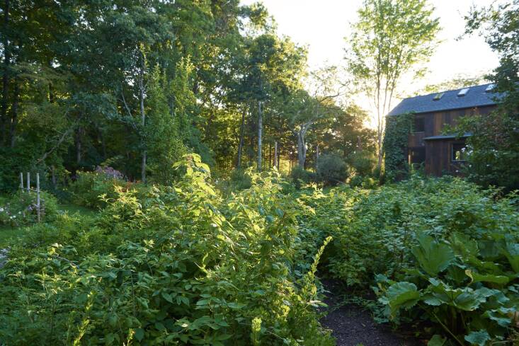 DeMauro + DeMauro placed the food production on the backside of the property, behind the existing barn. A more freeform bed between the vegetable beds and cut flower beds is planted with raspberries and rhubarb.