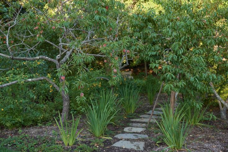 DeMauro + DeMauro added onto existing mature peach trees, planting more fruiting trees to create an allée leading to the vegetable gardens. Other fruit trees, including pear, apple, and plum are dotted throughout this back area.