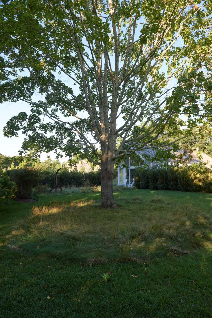 Inspired by the work of Italian landscape designer Luciano Giubbilei, Anna conceived of a strategically mown design around some of the mature trees. DeMauro + DeMauro instructed their maintenance teams to leave circles of tall, unmown grass around each tree, which creates softer landings and protects the trees roots.