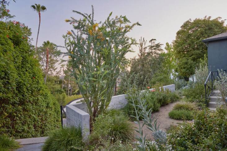 Campbell’s Los Angeles clients wanted to create a safe entrance that was more welcoming for friends. Adding a board-form cement wall at the top of the hill allowed Campbell to create a garden at this home’s entrance. Photograph by Caitlin Atkinson, courtesy of Fi Campbell Design.