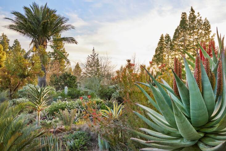 The Ruth Bancroft Garden in Walnut Creek, CA. This is what the authors mean by a \2\20;lush dry garden.\2\2\1;