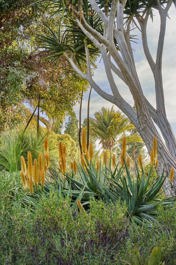 Aloe ‘Creamsicle’ in full bloom under a mature Aloe ‘Hercules’ in the Ruth Bancroft Garden.