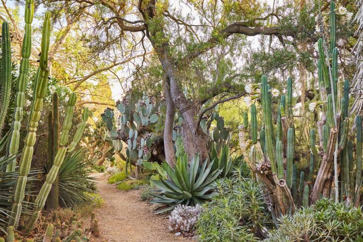 A meandering path through cacti and agaves was Ruth’s original entrance into the dry garden.