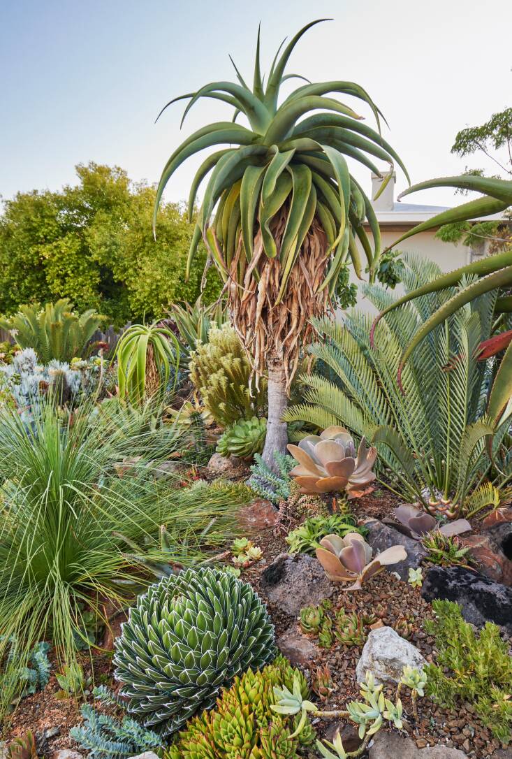 In the garden of designer Walker Young (who was once a volunteer at the Ruth Bancroft Garden), a shaggy Aloe thraskii accompanies Encephalartos lehmannii ‘Kirkwood’ and wispy Xanthorrhoea preissii.