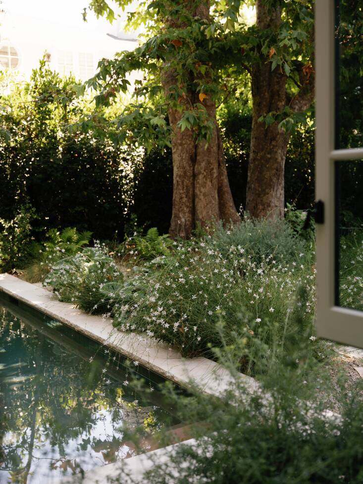 Plants like white gaura (Oenothera lindheimeri) were planted right up to the edge of the new pool for an immersive feeling when swimming. Sedlacek chose a color for the pool’s plaster in a subdued shade that would “feel like natural water.”