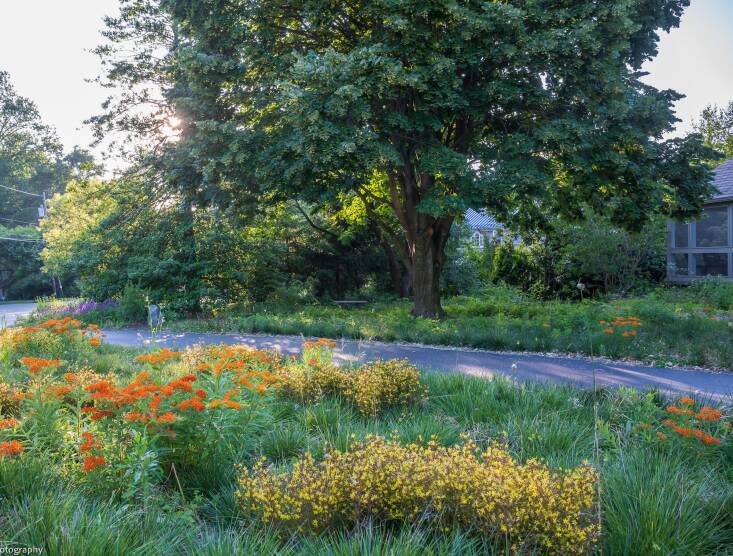 Native butterfly weed and ‘Burgundy Mist’ lanceleaf loosestrife nestle into a dense carpet of ‘Goldtau’ tufted hairgrass. This highly stylized meadow by Phyto Studio balances a neat and tidy look with high ecological function. Photograph by Rob Cardillo.
