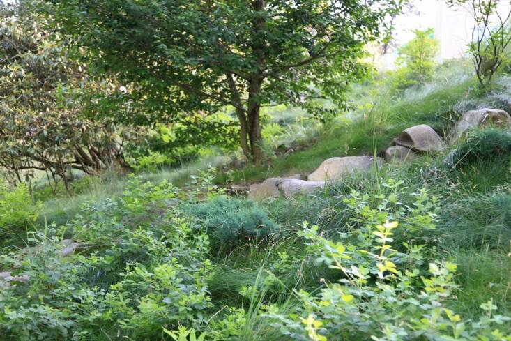 Because of heavy invasive weed pressure, Refugia planted only grass species in the first phase of this project. This included seeding a mix of fine fescue and annual rye, before planting warm-season ornamental grasses like big bluestem, switchgrass, and little bluestem. Once weeds were under control, they added flowering perennials. Photograph by Kayla Fell, courtesy of Refugia Design.